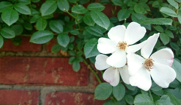 English garden