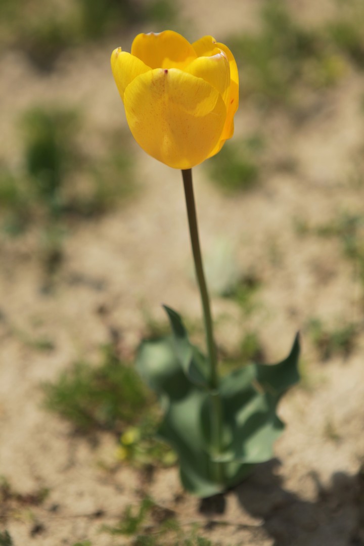 식물이미지