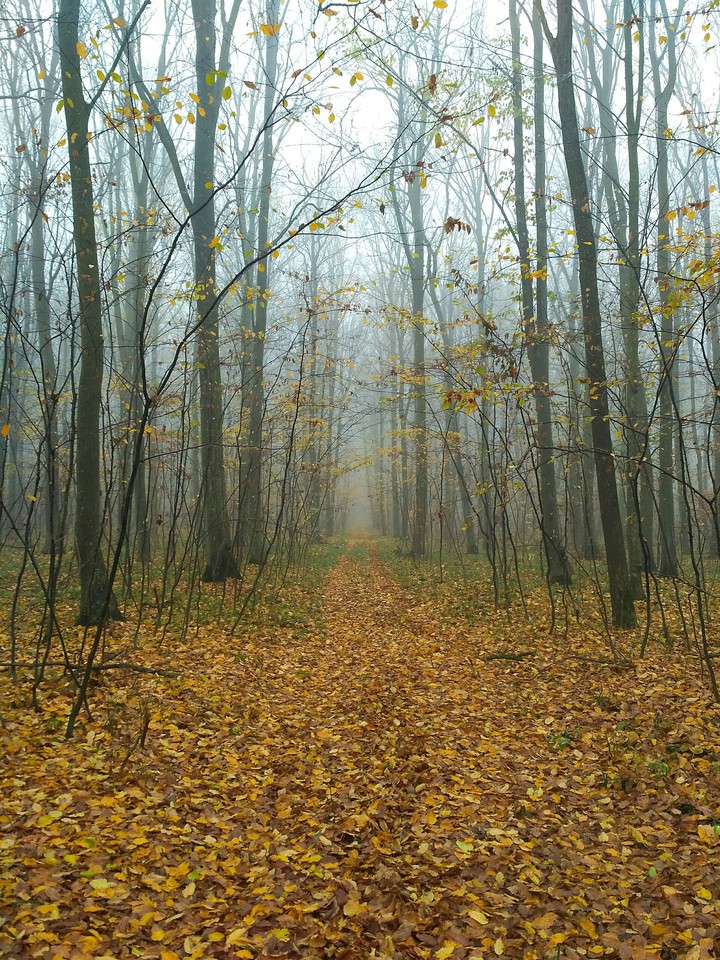 Ліс