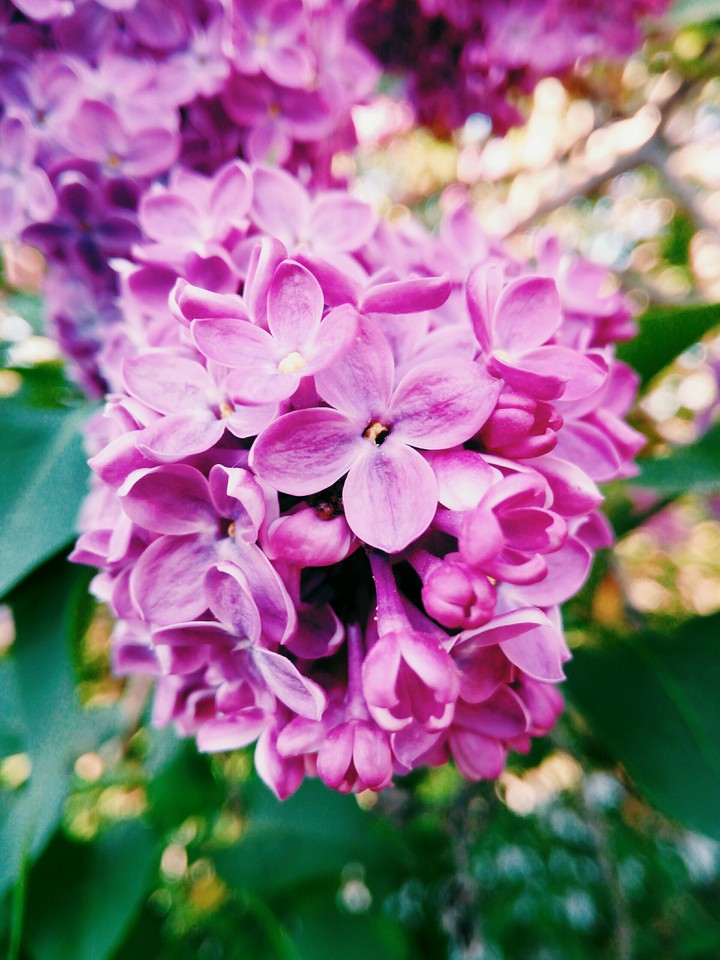 весна.сирень.