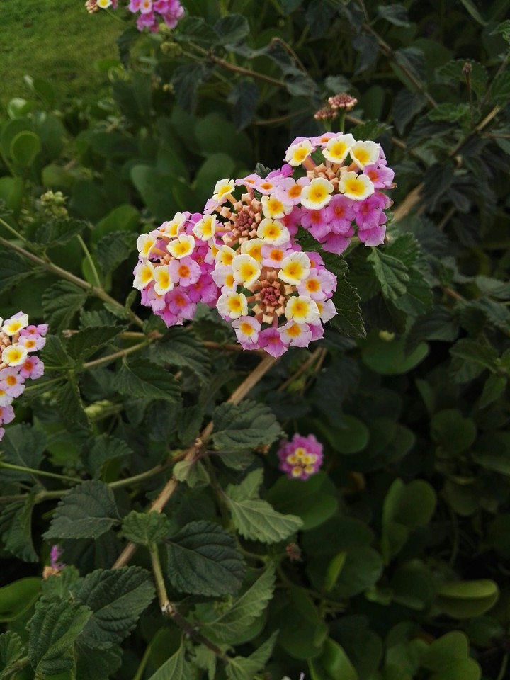 ورود - flowers