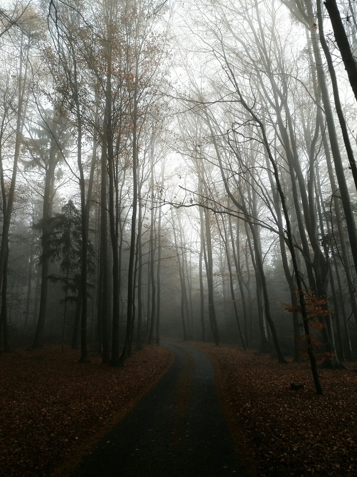 Foggy forest