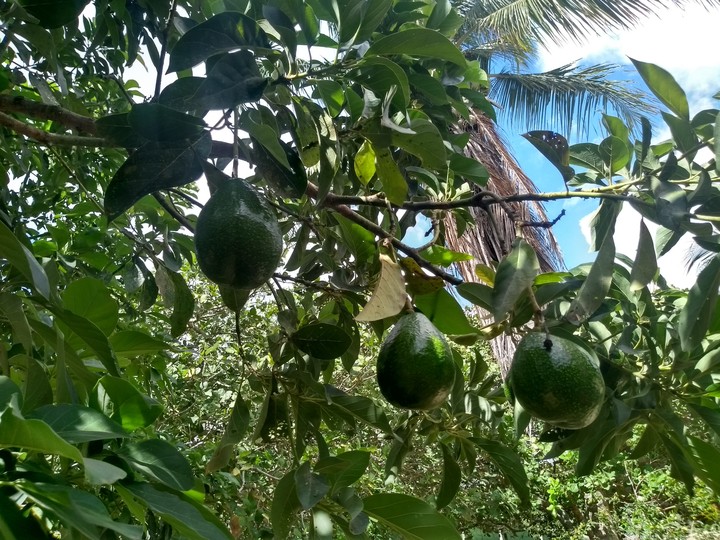 Avocado
