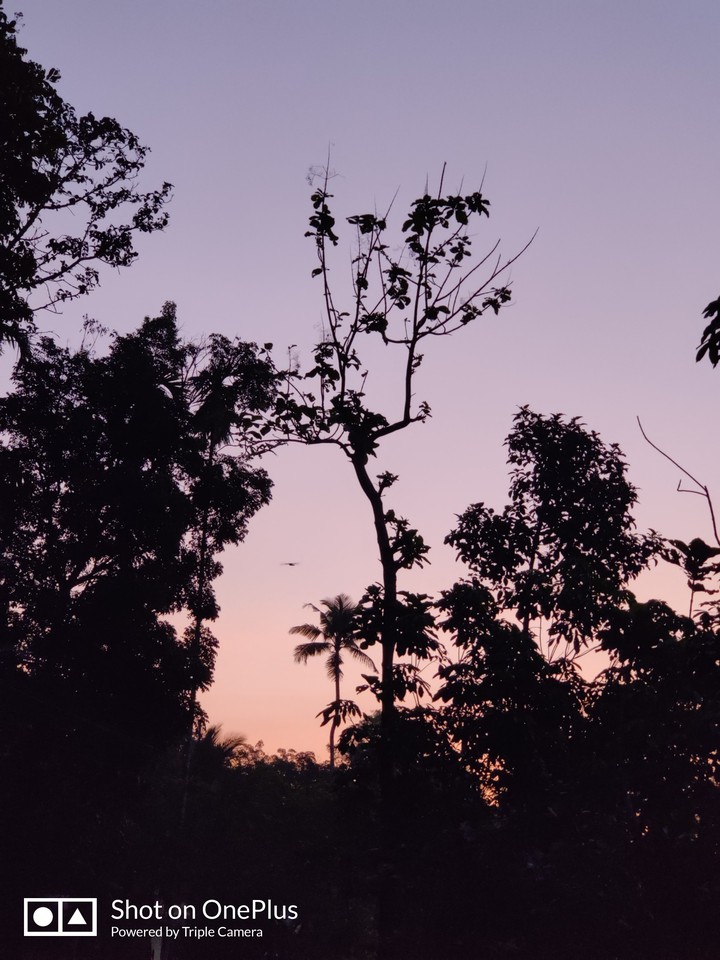 Breaking Dawn