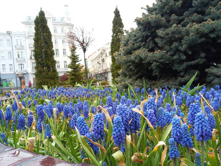 spring in my town