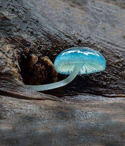 awesome blue mushroom ? ?