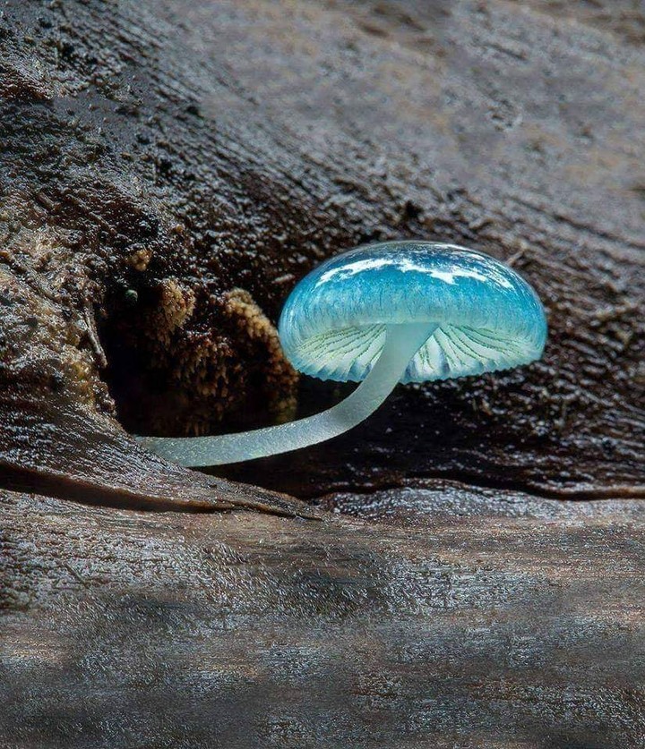 awesome blue mushroom ? ?