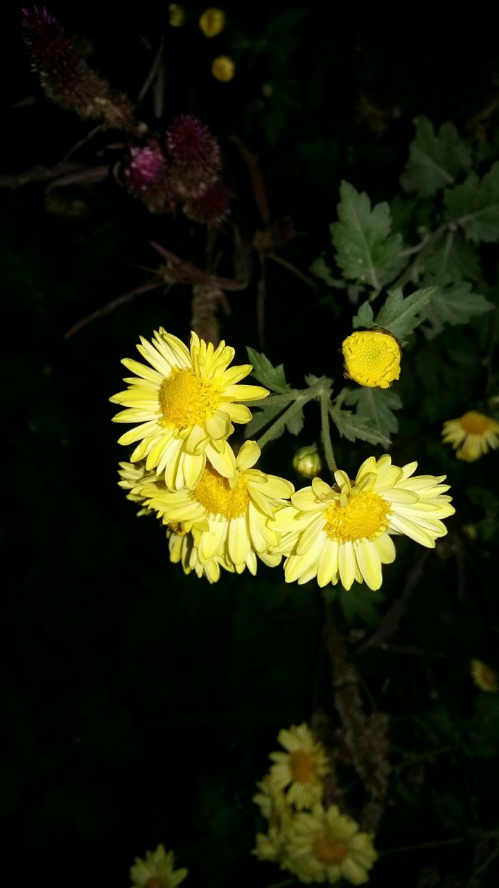 yellow flowers