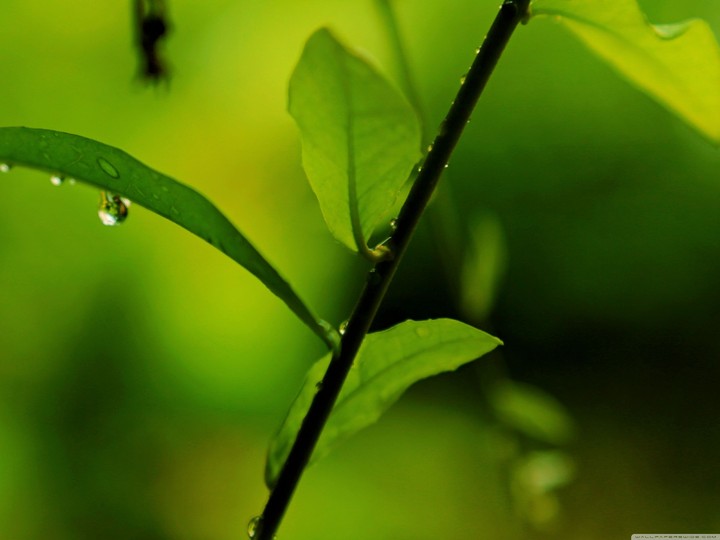 (Serial No. 4) Dew Drops wallpaper