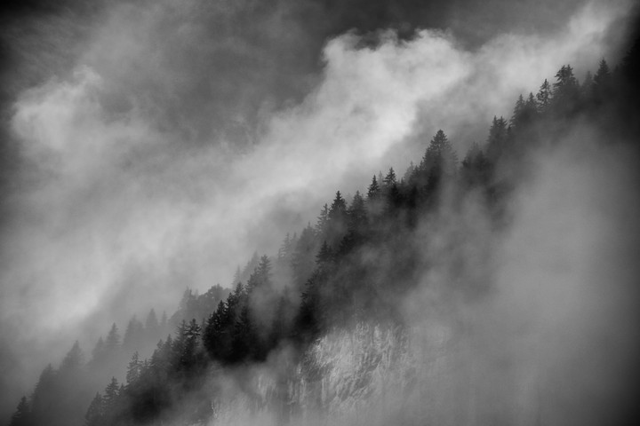 Misty Trees
