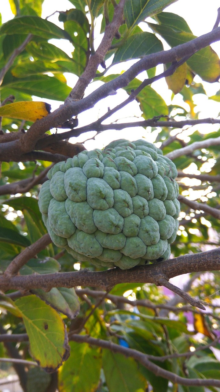 Indian Fruit...