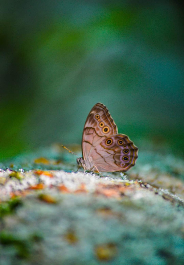 butterfly