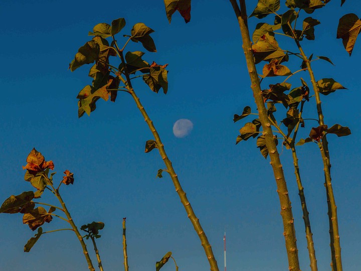 moon