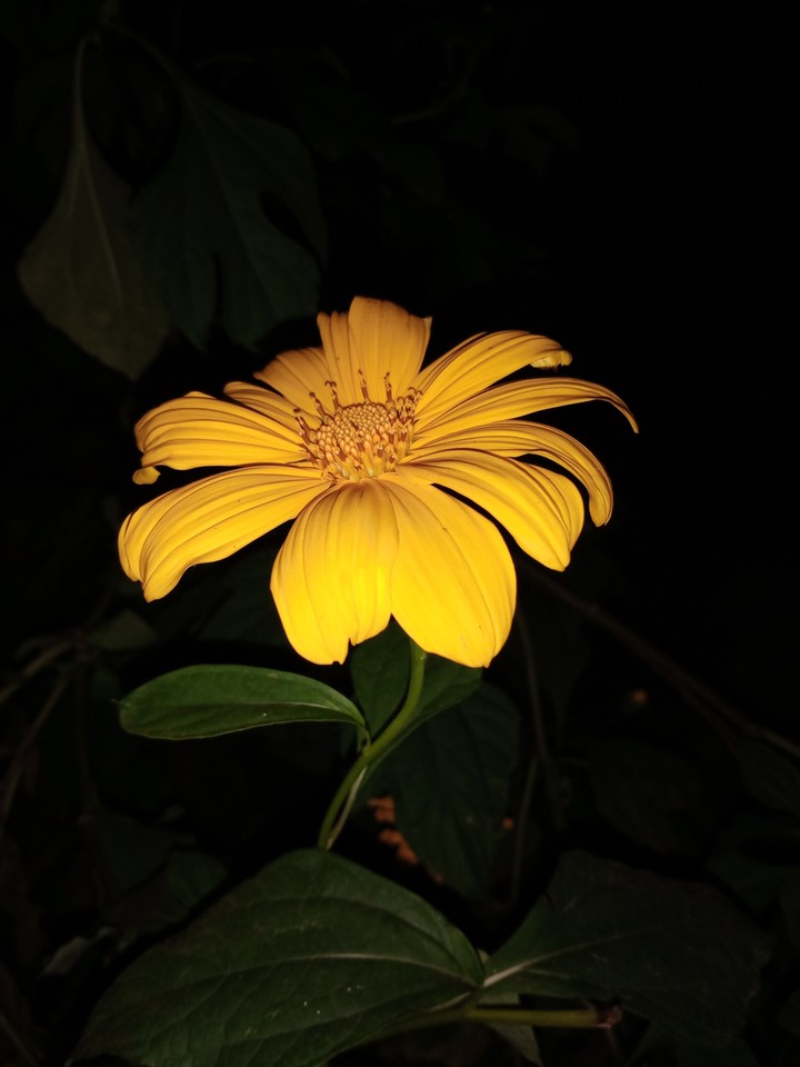 sun