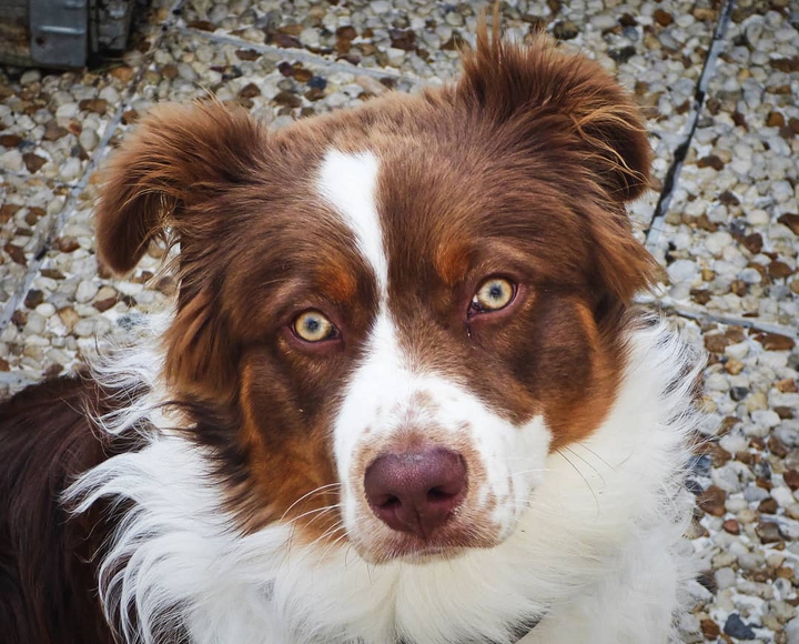 dog