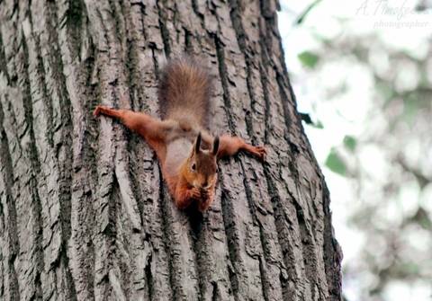 wildlife, tree achtergronden