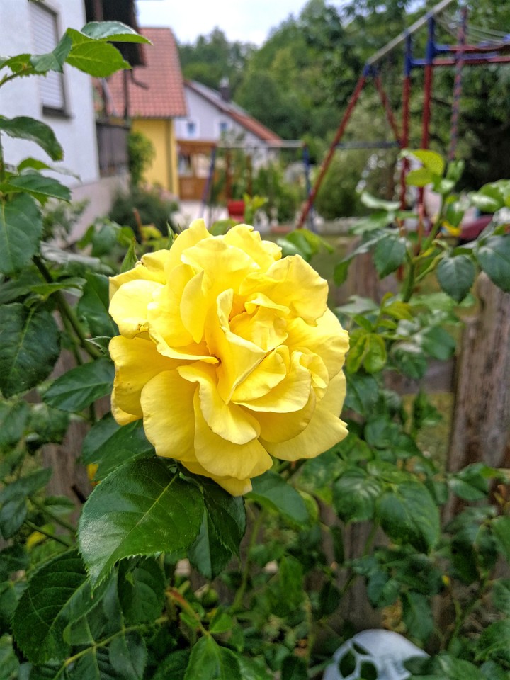 gelbe Rose aus meinem Garten