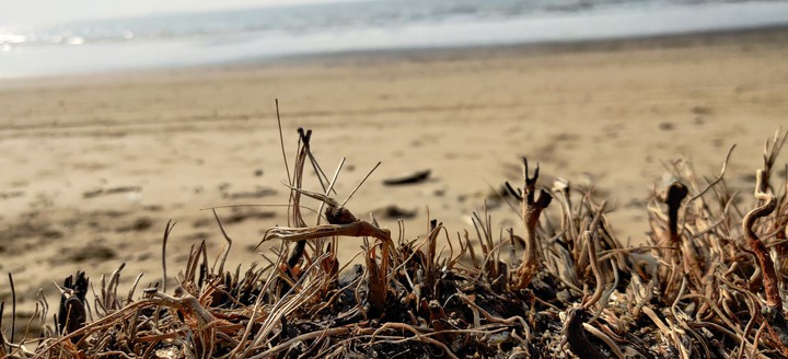 Alibaug Beach
