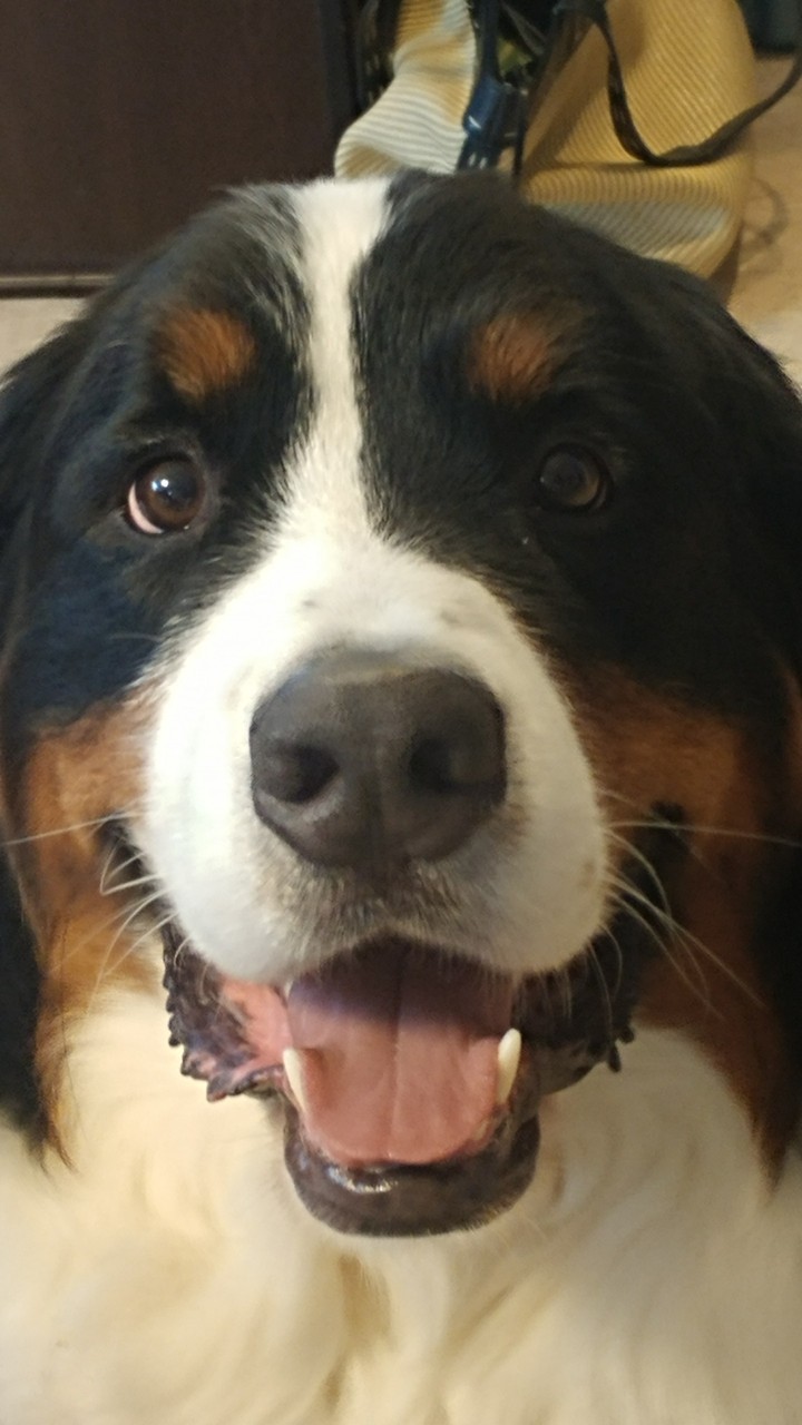 puppy perfection