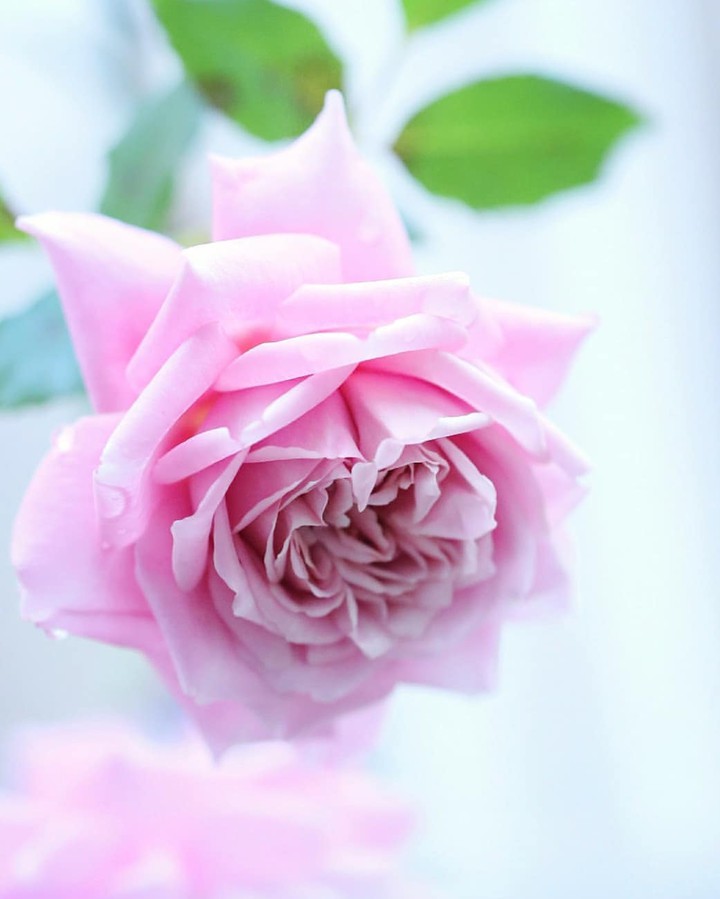 baby Pink