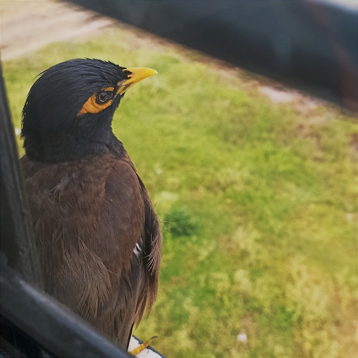 Bird