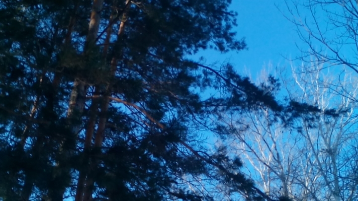 Pines