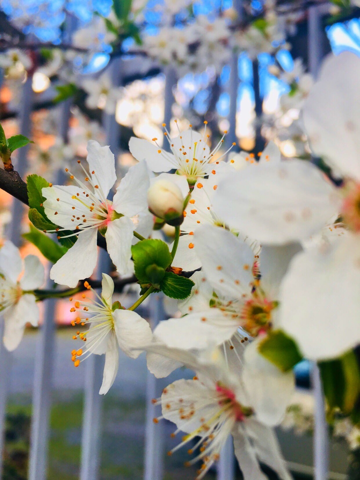 spring