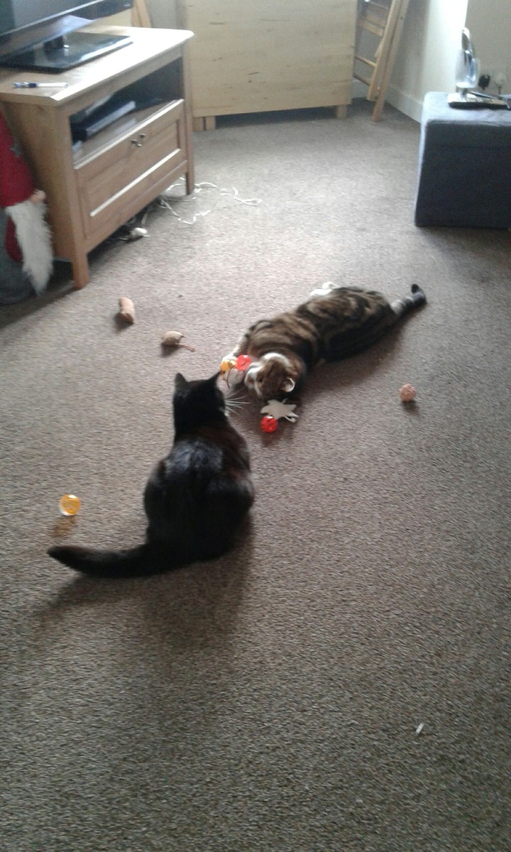 cats