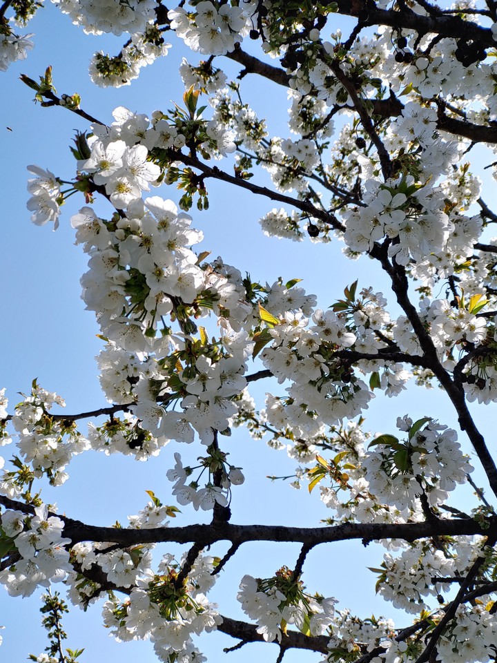 ciliegi in fiore