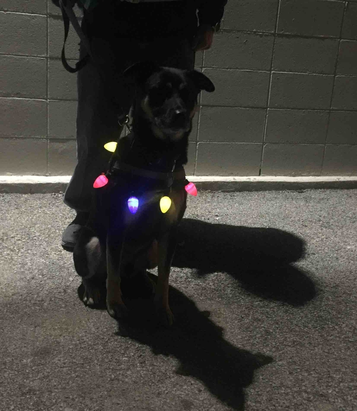 Max in Christmas spirit