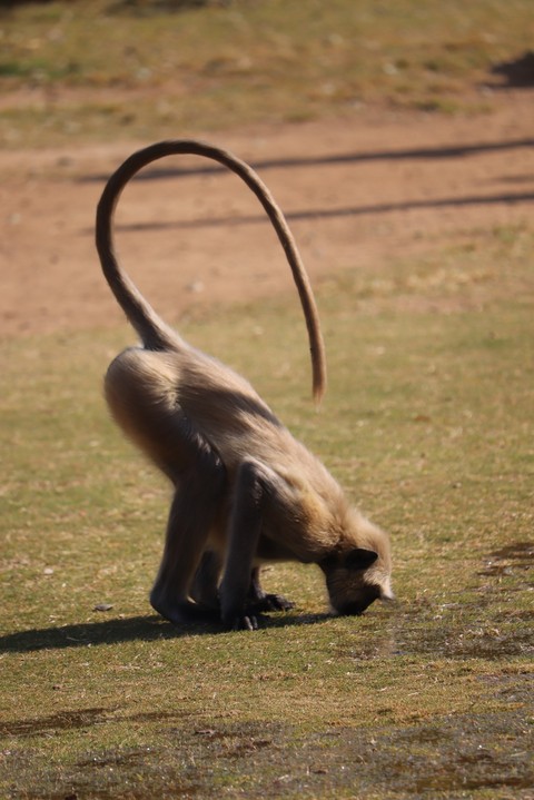 Monkey drinking water