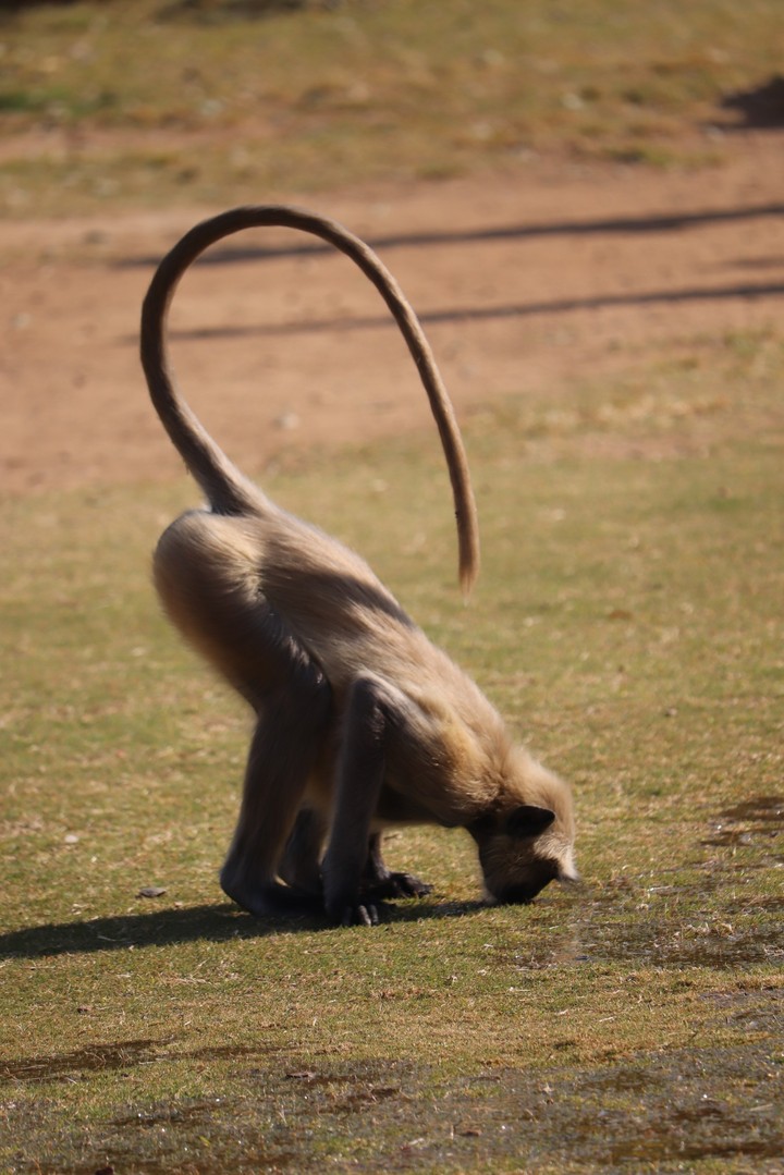 Monkey drinking water
