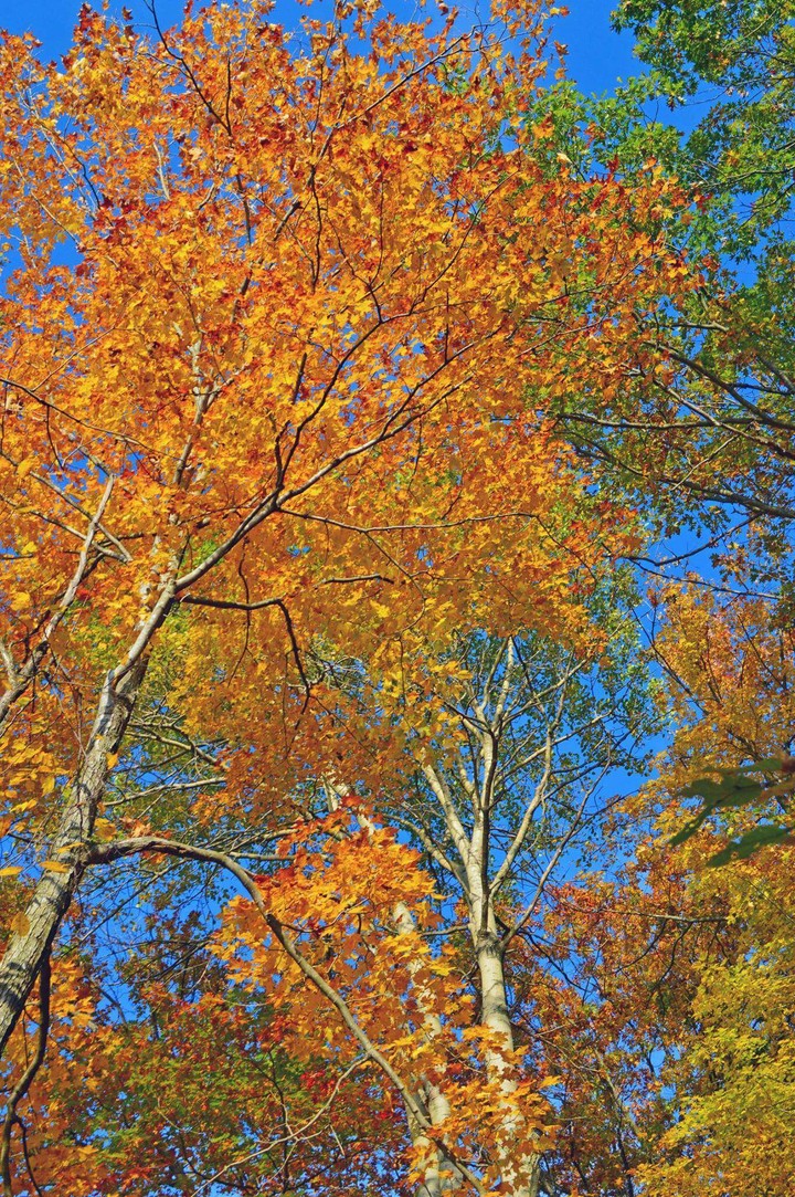 fall trees