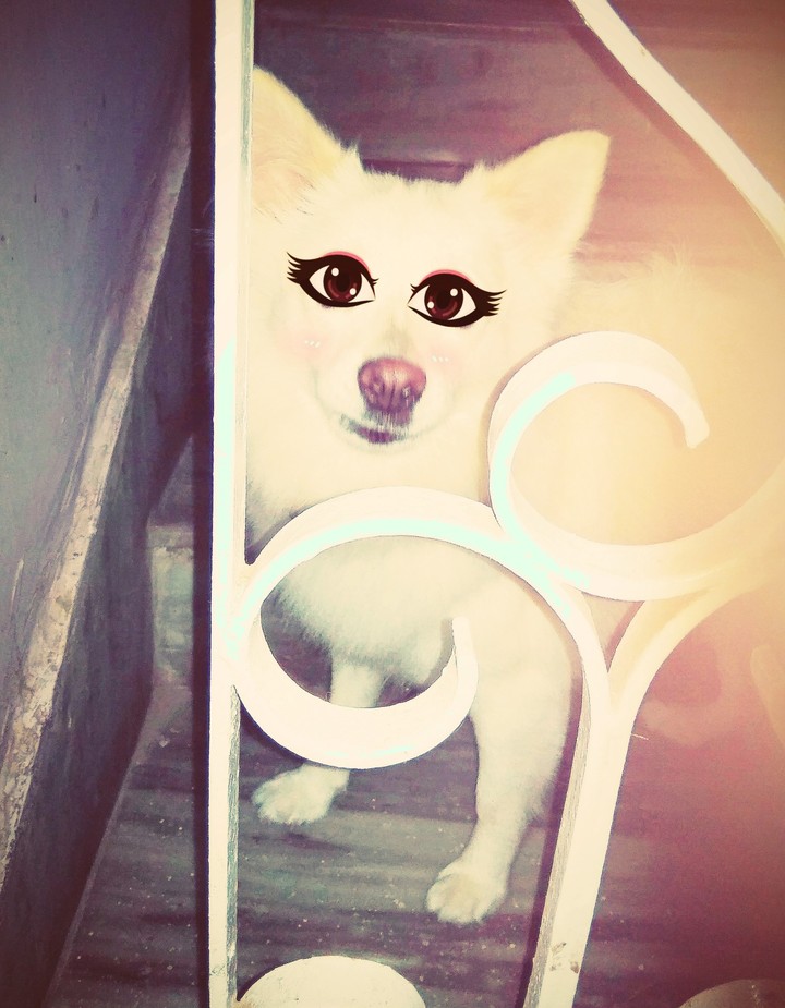 my home beautiful and cute dog