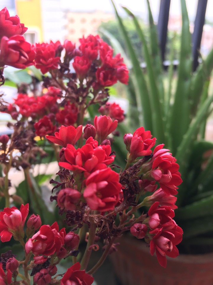 Red tiny flowers