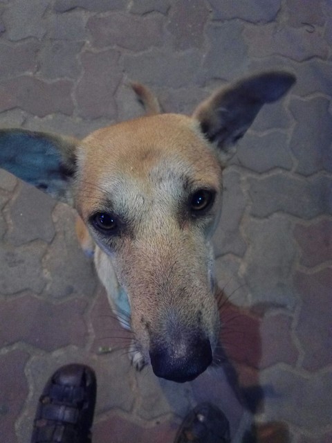 Doggie