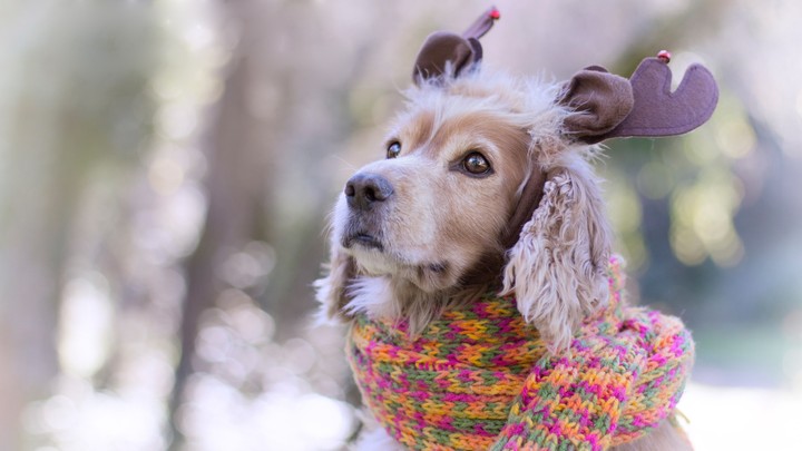 dog