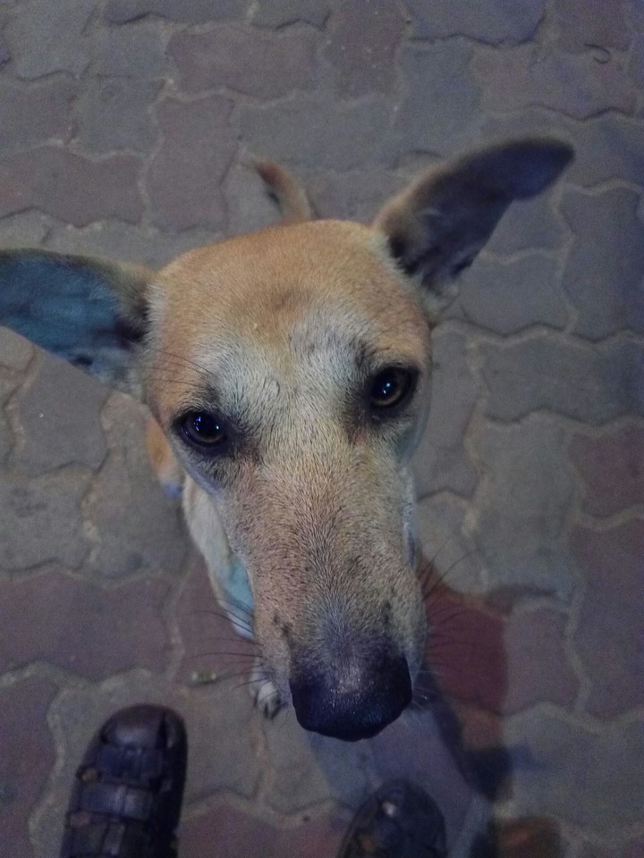 Doggie