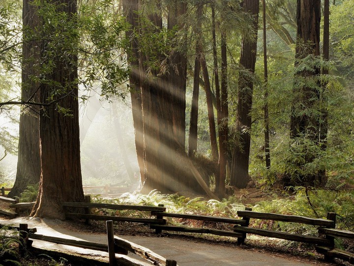 Muir Woods National Monument