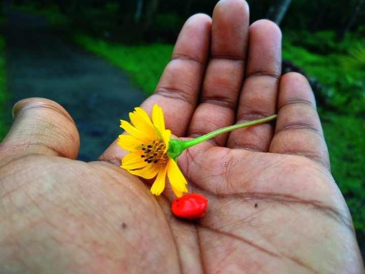 Flower
