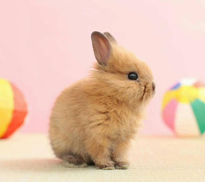 Your own bunny.