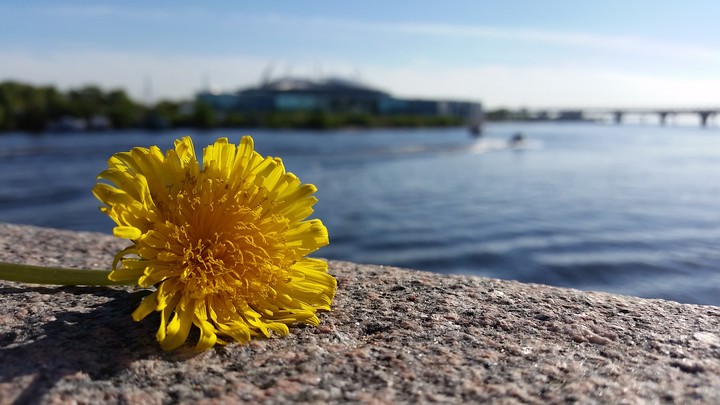 lonely flower