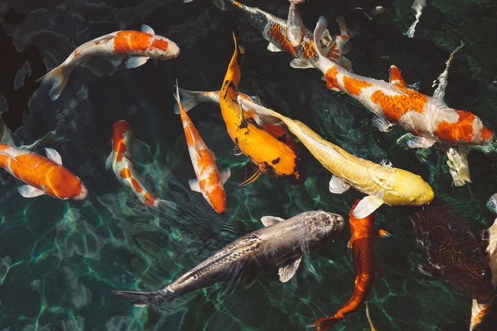 [Video Wallpaper] Gold Fish