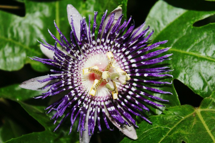purpel