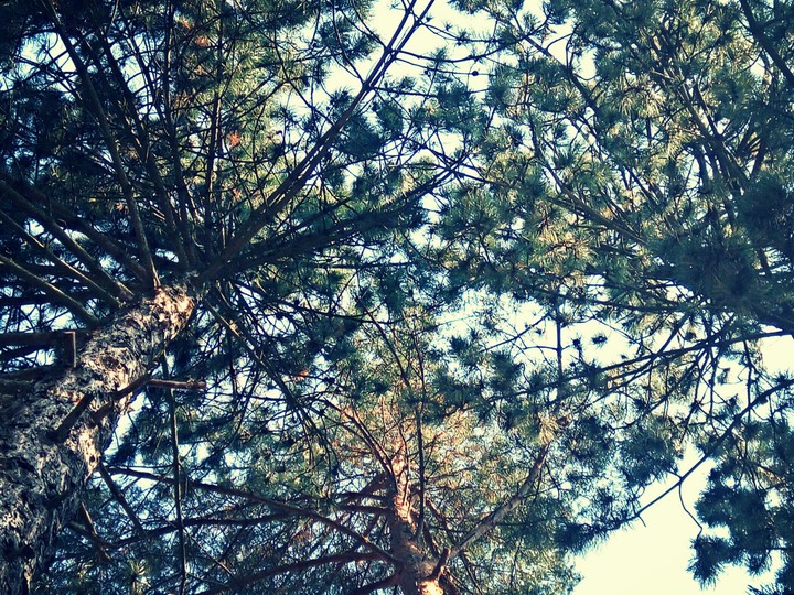 Each of us needs the trees!