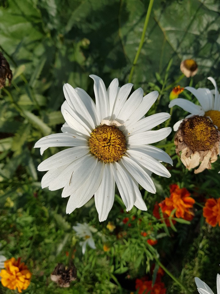 flower