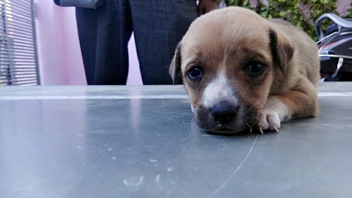 Puppy
