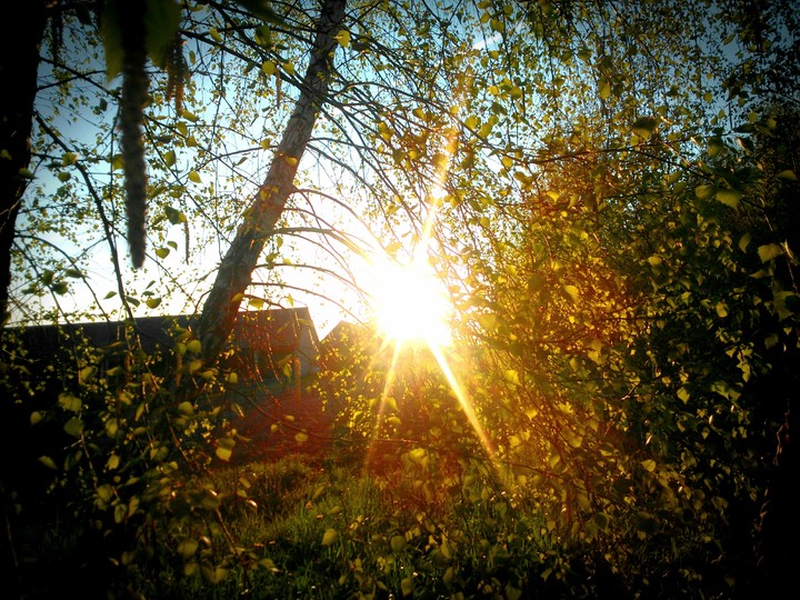 Sun and leaves