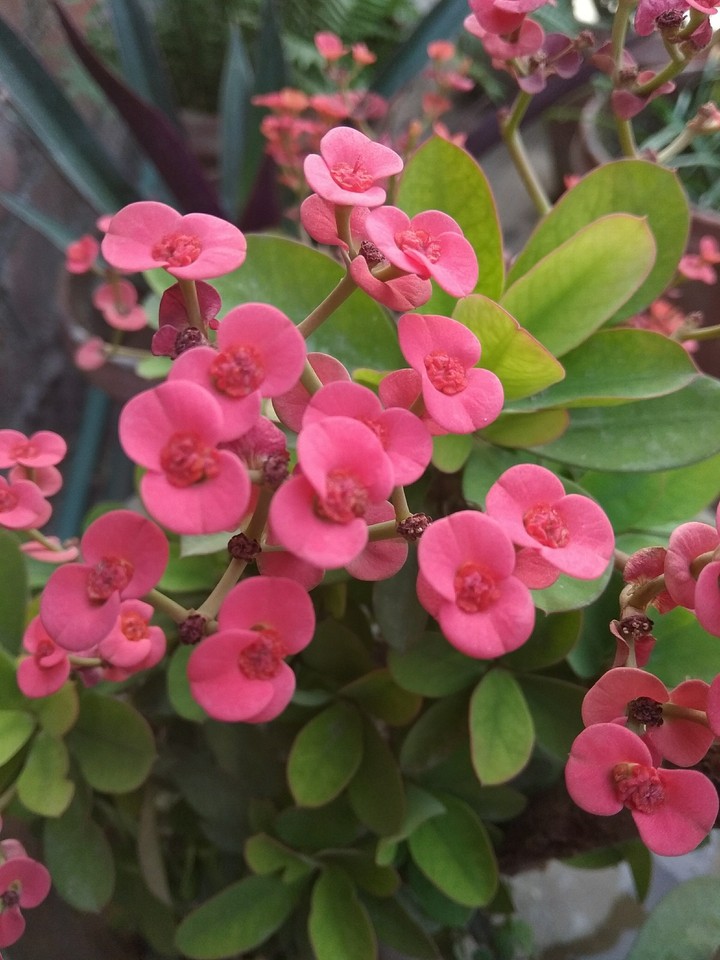 i love flowers.