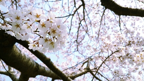 Spring